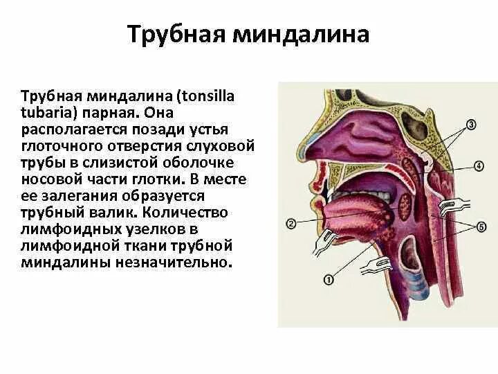 Валики глотки. Глоточное отверстие слуховой трубы трубный валик. Трубная миндалина (tonsilla Tubaria). Глоточная и трубные миндалины. Трубная миндалина анатомия строение.