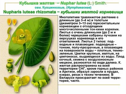 Кубышка характеристика