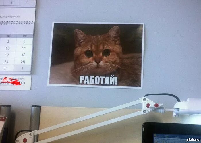 Кот работа мем. Кот работа мем. Кот работа мем. Кот работа мем. Котик на работе.