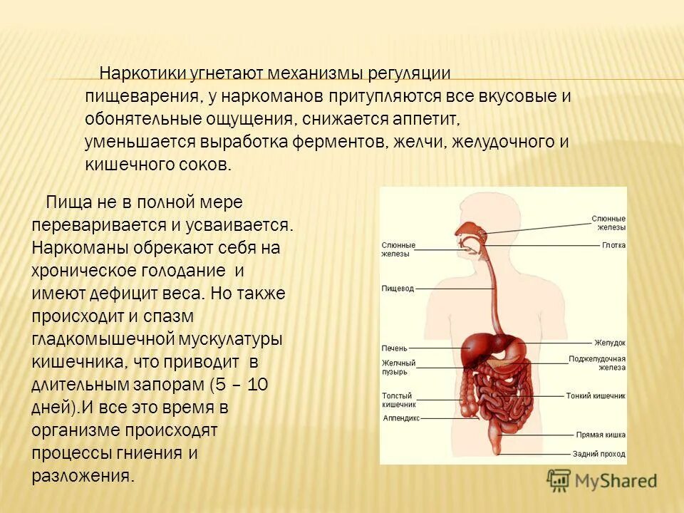 Желчь кишечного сока