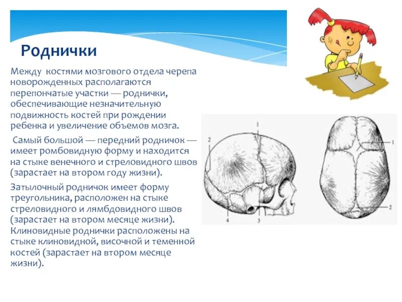 Большой родничок сроки. Роднички черепа новорожденного. Сосцевидный Родничок у новорожденных. Малый Родничок у новорожденных расположен между костями. Малый Родничок и большой Родничок.