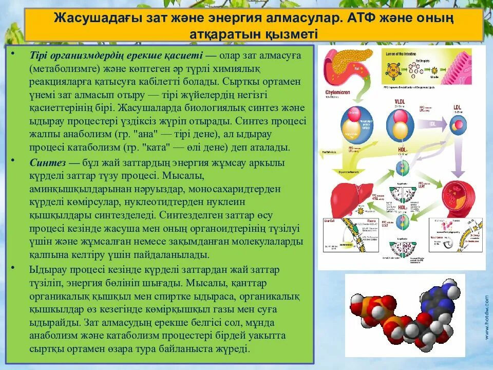 Зат алу. Энергия АТФ. АТФ құрылысы мен қызметі презентация. АТФ Синтез презентация. Зат алмасу процесі.