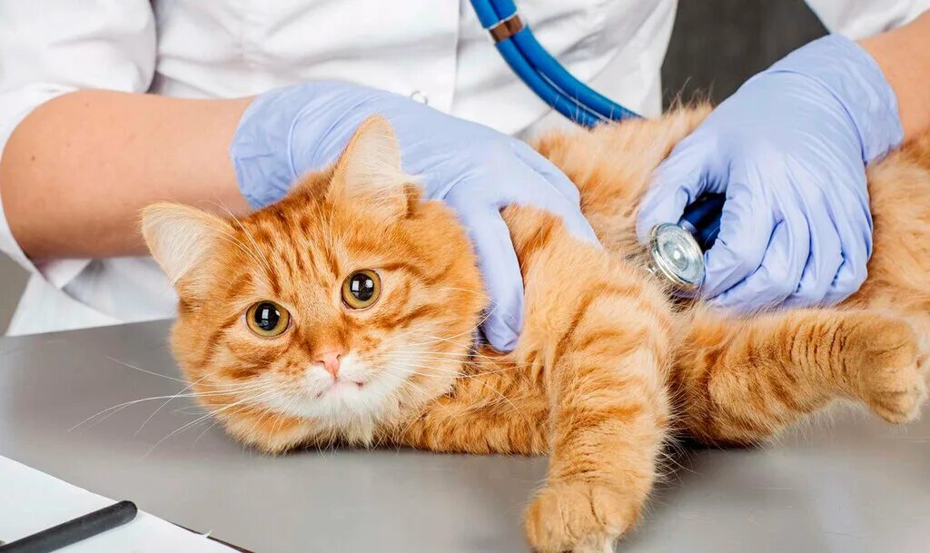 станция по борьбе с болезнями животных структура. кайвет уссурийск ветеринарная клиника. ветеринарные арсеньев. цифровой ветеринарный дентальный рентген. добрый ветеринар.