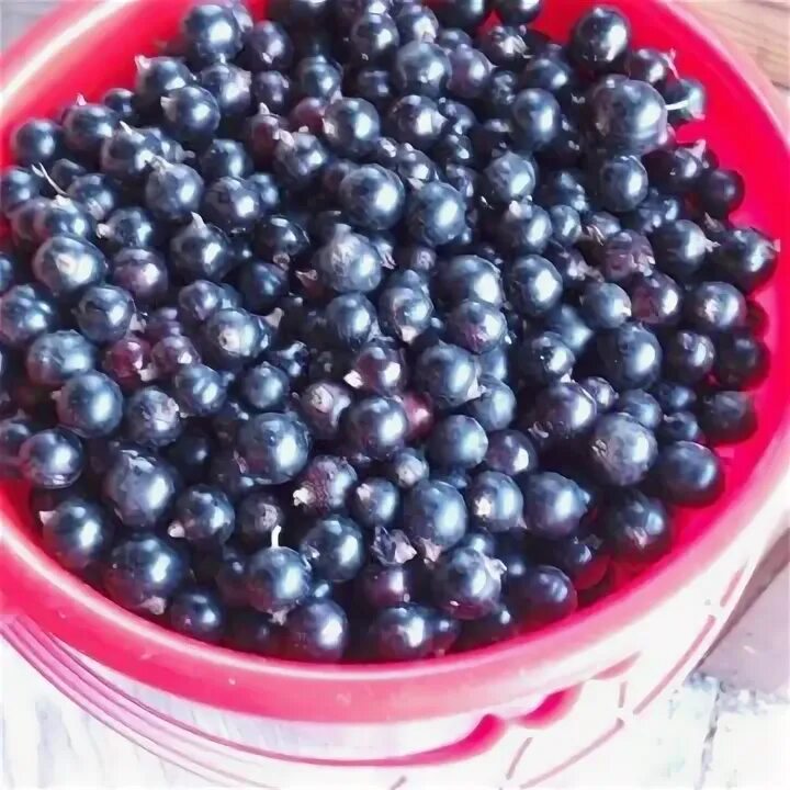 Минус смородина росс. Сообщение о чёрной смородине. Стишок про смородинку. Минус смородина росс. Стихи о смородине.