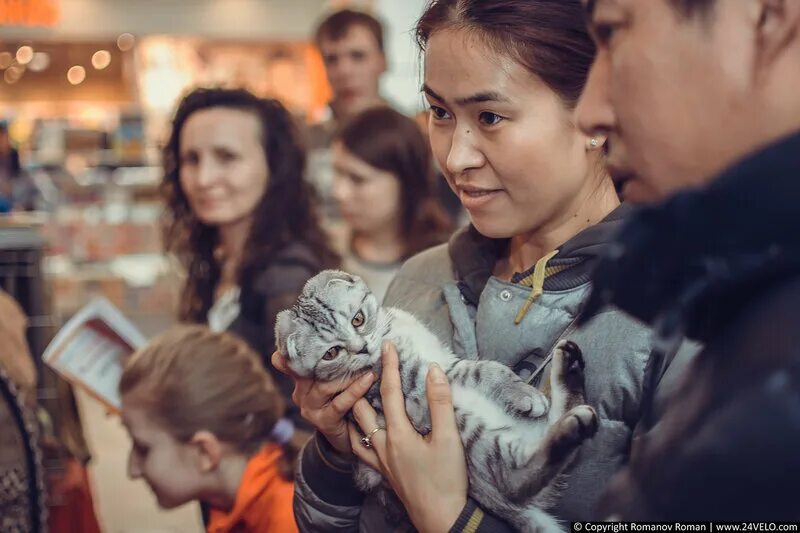 выставка кошек. выставка кошек волгодонск 2022. тц июнь выставка кошек. тц июнь выставка кошек. выставка кошек 2022.