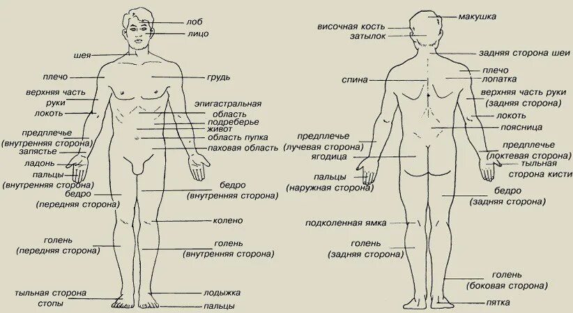 Название частей тела. Места для татуировок названия. Части тела для тату. Название частей тела для тату.