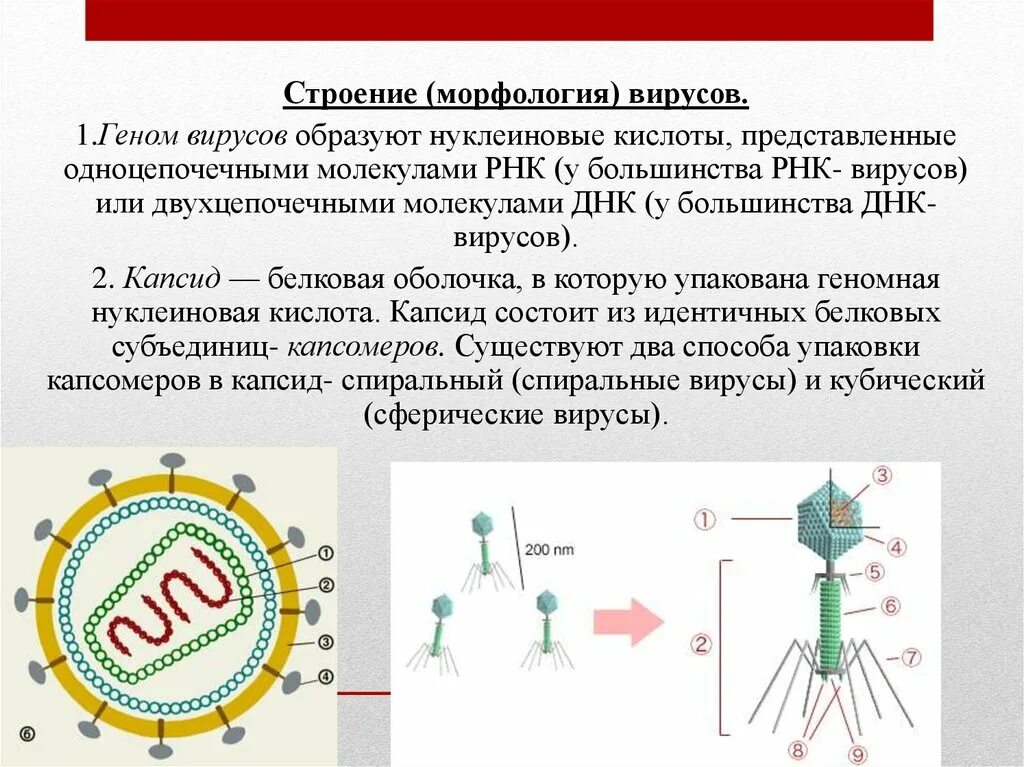 Генетический аппарат вируса представлен молекулой. Одноцепочечные и двухцепочечные РНК вирусы. Строение нуклеиновых кислот вирусов. Строение двухцепочечной РНК вируса. Строение вируса капсид нуклеиновая кислота.