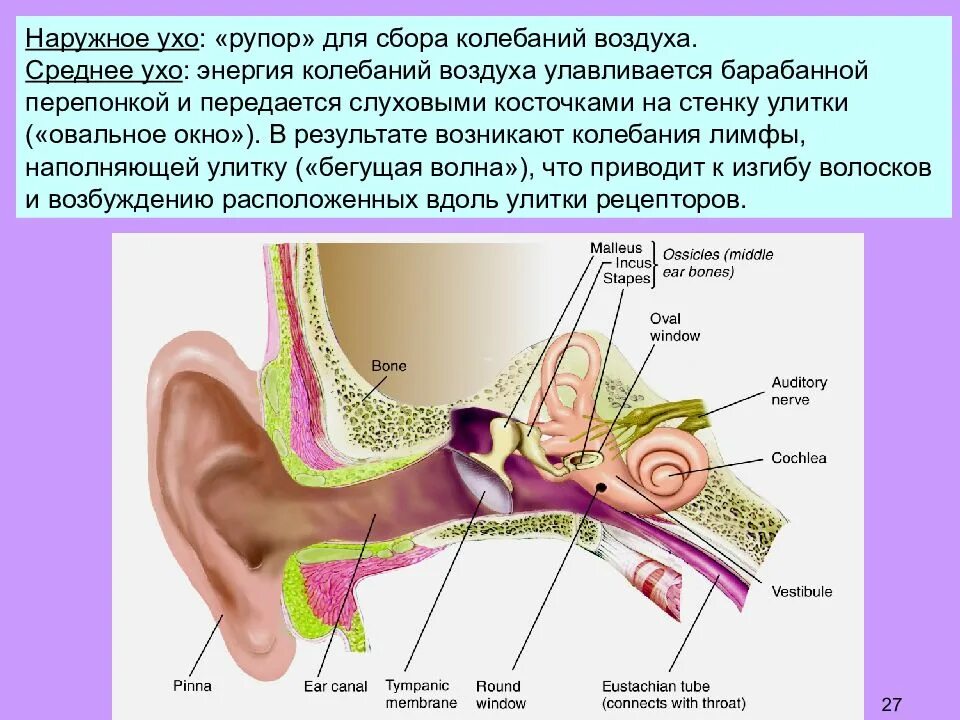 Среднее ухо. Барабанная перепонка и слуховые косточки. Слуховые косточки среднего уха. Слуховые косточки соединены.