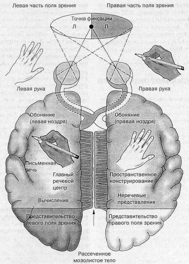 Асимметрия левого и правого полушария. Функциональная межполушарная асимметрия мозга. Асимметрия полушарий головного мозга. Асимметрия головного мозга правое полушарие.