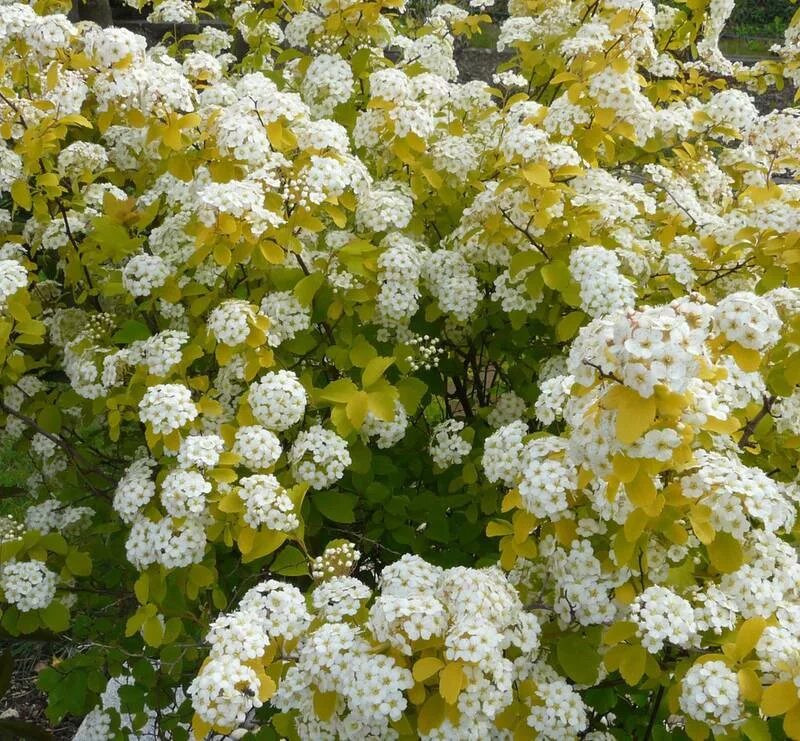 Спирея вангутта. Спирея вангутта ауреа. спирея ван-гутта (spiraea vanhouttei). кустарник спирея вангутта.