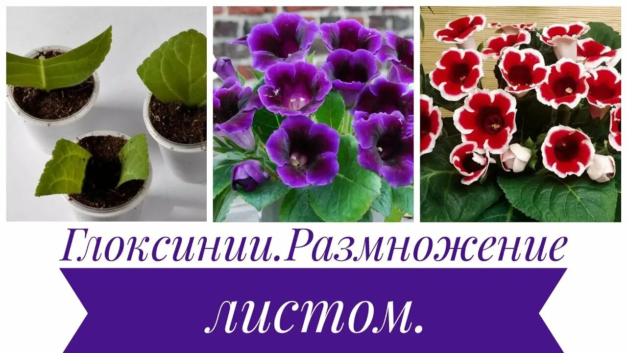 Глоксиния листья. Глоксиния размножение листом. Глоксиния 5 листов. Глоксиния укорененный Росток.