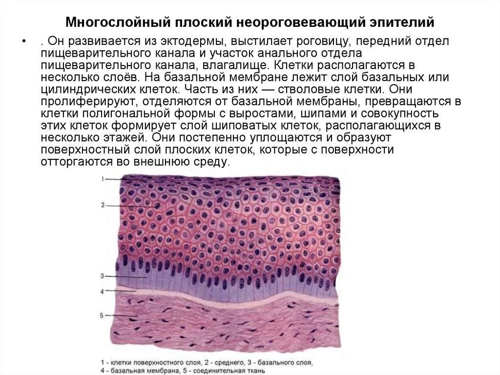 Многослойный плоский неороговевающий эпителий источник развития. Многослойный плоский эпителий гистология. Многослойный неороговевающий эпителий функции. Многослойный плоский неороговевающий эпителий строение.