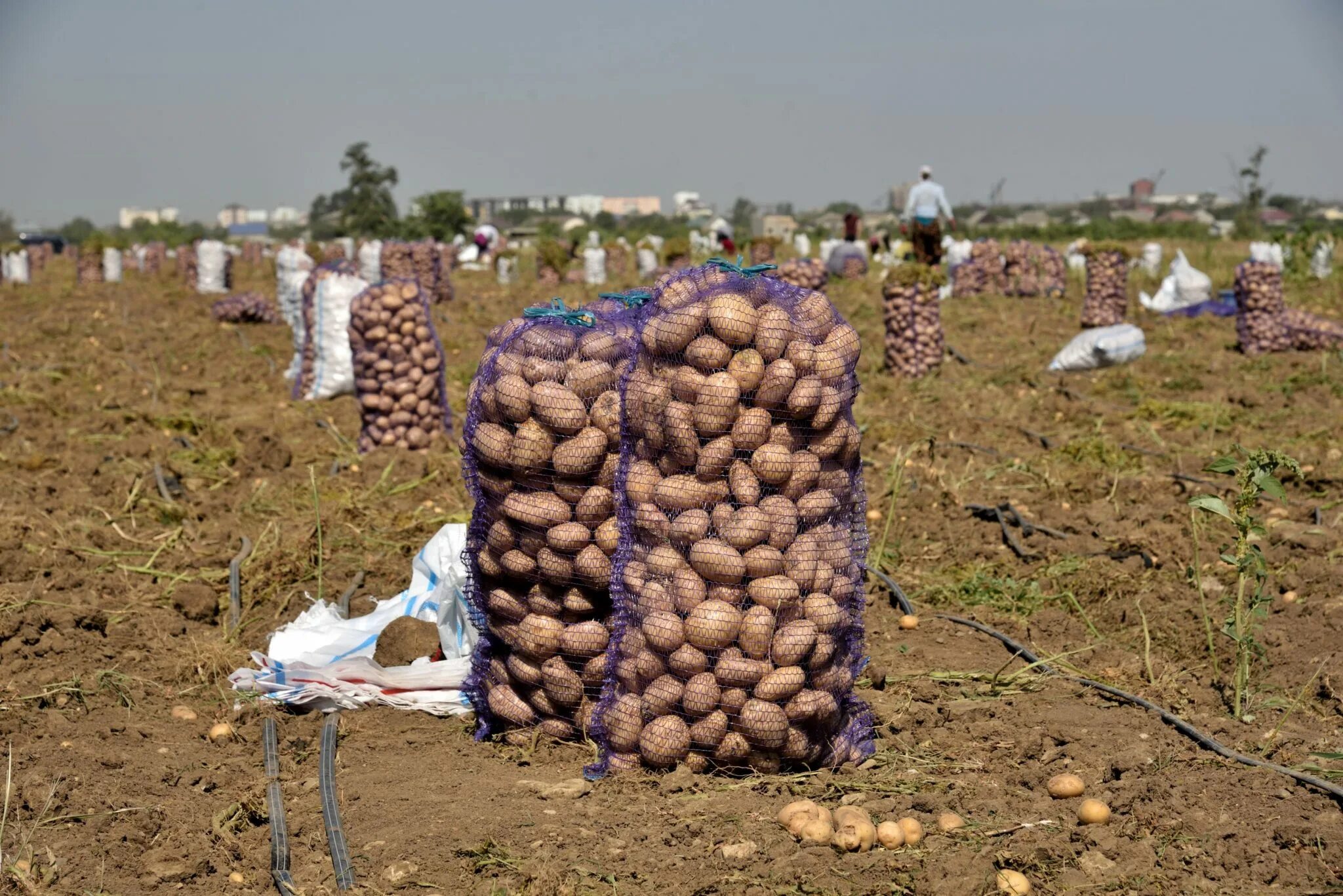 С поля собрали урожай картофеля. Уборка картофеля. С поля собрали урожай картофеля. Сбор урожая. Сбор урожая картофеля.