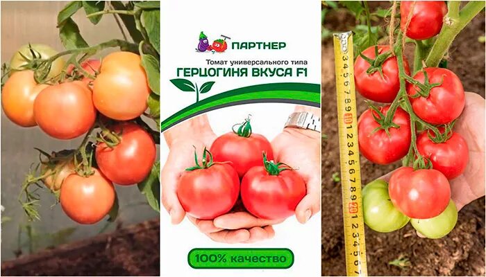 Томат герцог f1. Томат герцогиня вкуса партнер. Томат герцогиня вкуса партнер. Томаты герцогиня вкуса описание отзывы. Томаты герцогиня вкуса описание отзывы.