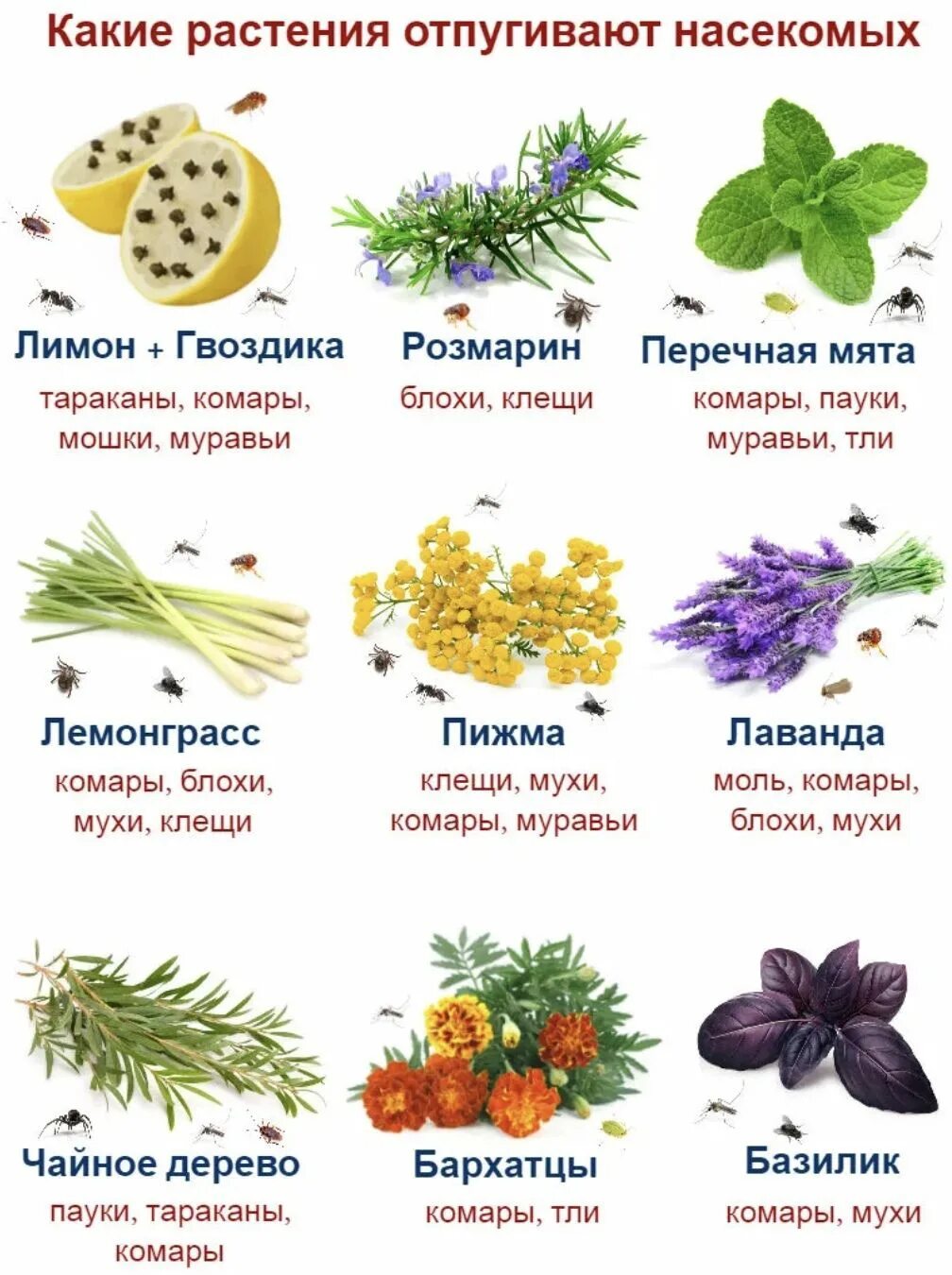 Какую траву можно давать кошкам
