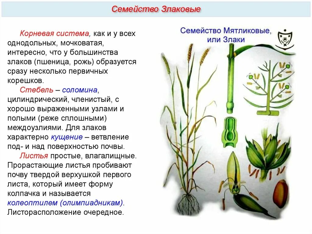 Органы злаковых. Семейство злаки Мятликовые плод. Формула злаки Мятликовые. Однодольные семейство злаковые. Семейство злаки строение стебля.