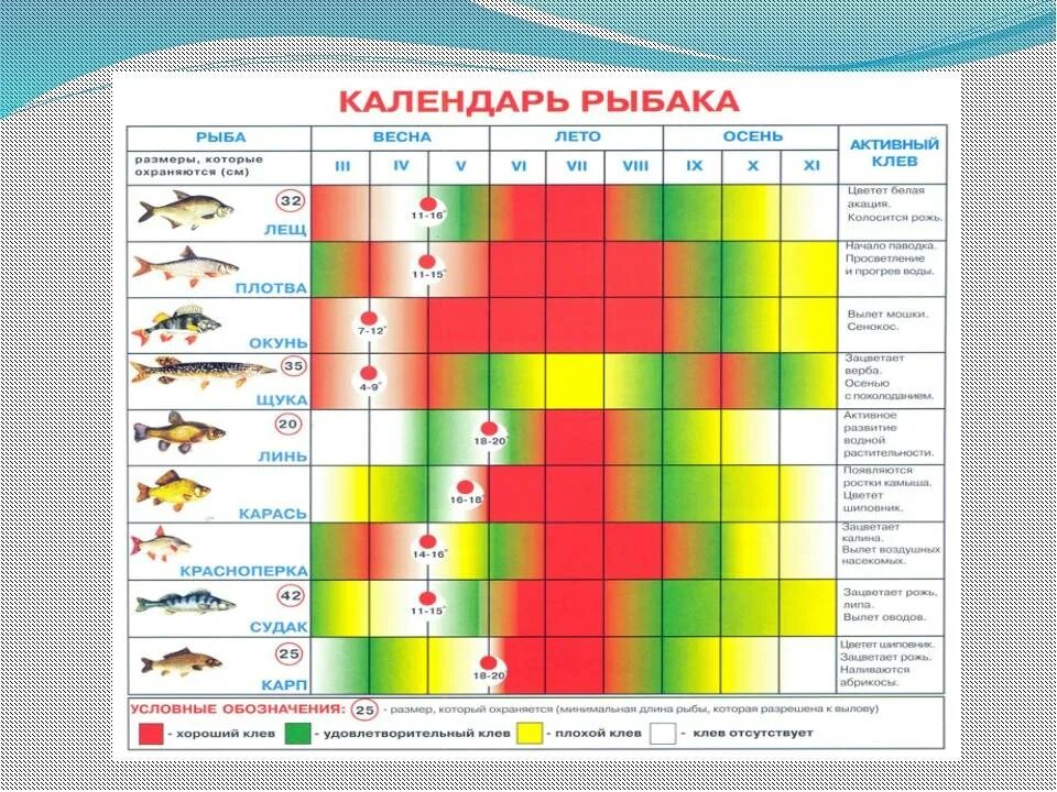 Календарь клева рыбы на 2024г. Таблица клева карася. Календарь рыбака. Рыбный календарь. Календарь клева карася.