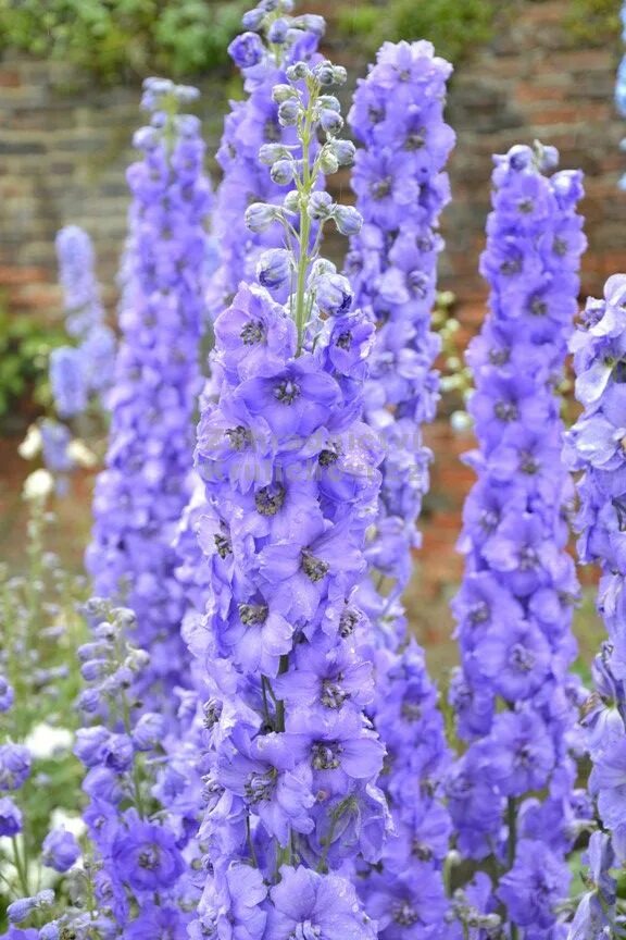 дельфиниум mighty atom. дельфиниум гвардин блю. дельфиниум саженцы. дельфиниум высокий моргентау. дельфиниум саженцы.