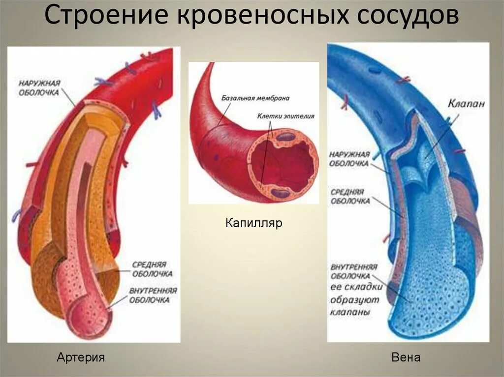 Артерии вены капилляры слои. Строение стенки сосудов анатомия. Строение артерии вены и капилляры. Строение вены артерии и капиляра. Строение кровеносных сосудов артерии вены капилляры.