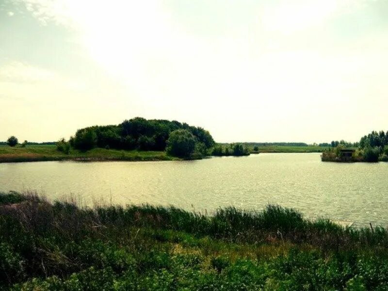 Воскресенск пруд. Продам пруд. Нижнедевицк воронежская область пруд. Пруд дмитриевский воронежская область. Арендованные водоёмы краснодарского края.