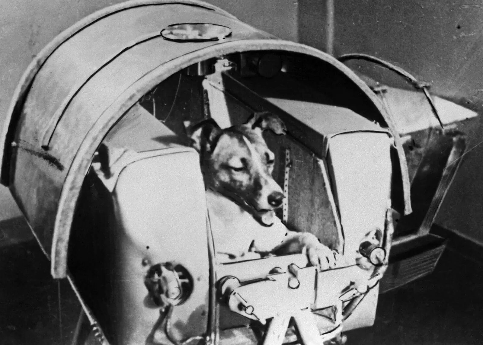 Кличка первой собаки полетевшей в космос. Лайка первый космонавт. 1957 Лайка в космосе. Собака лайка 1957. Первая собака космонавт лайка.