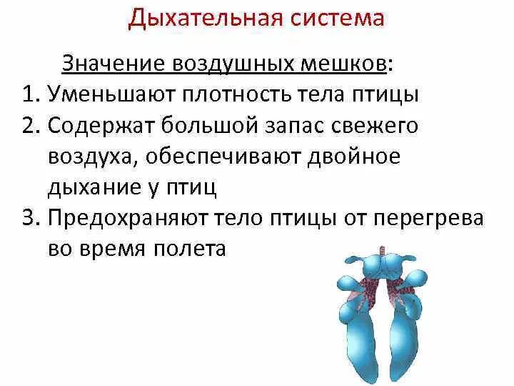 Воздушные мешки выполняют функцию