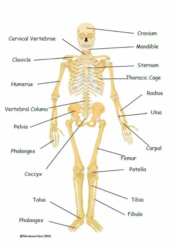 Bones full. Скелет человека. Скелет человека на английском языке. Части тела на английском скелет. Скелет человека с английскими подписями.