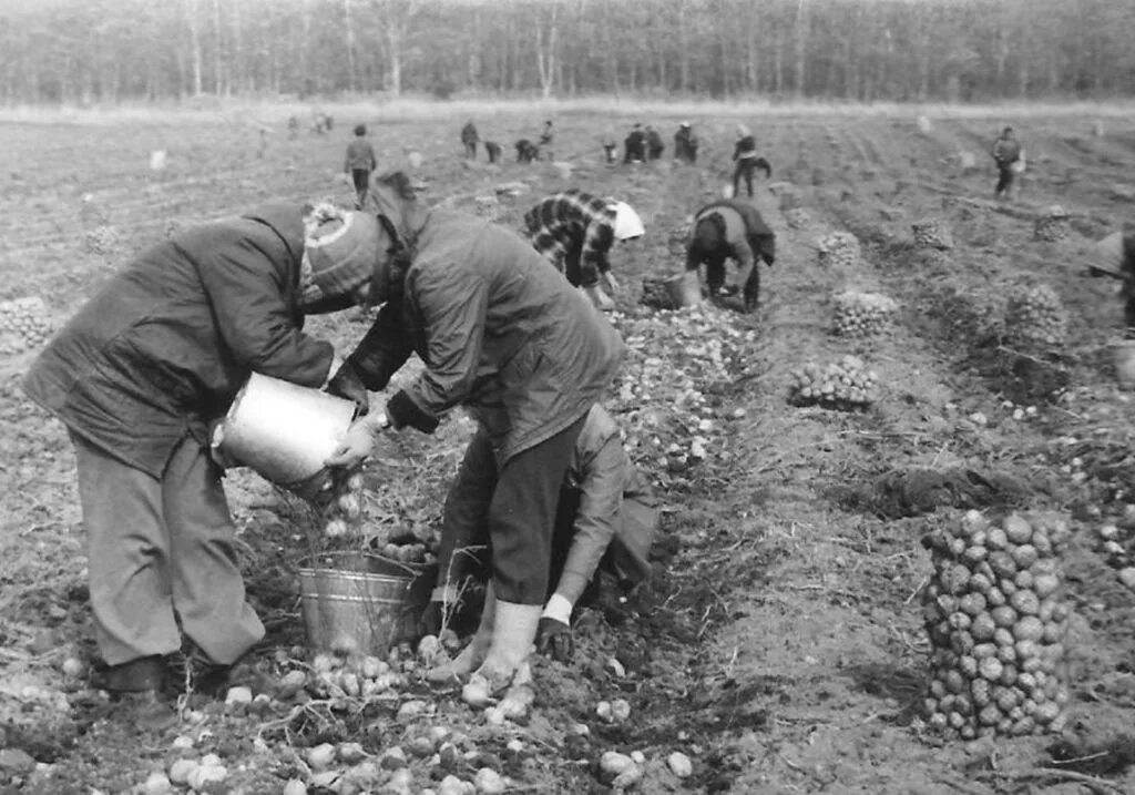 Пионеры на картошке. Сбор картофеля в СССР. Студенты на картошке в СССР. Уборка картофеля в колхозе. Время собирать картофель