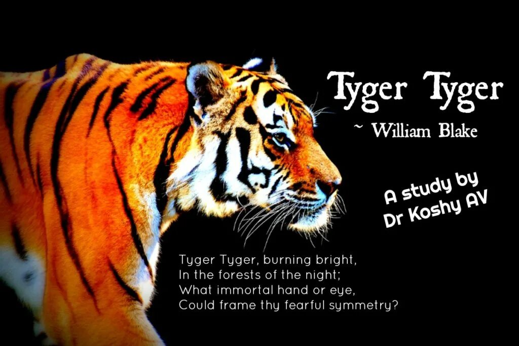 Виллиам Блейк Tiger. Уильям Блейк тигр тигр. Tiger стихотворение. Стихотворение тигр Уильям Блейк. Тигр тигр жгучий страх ты