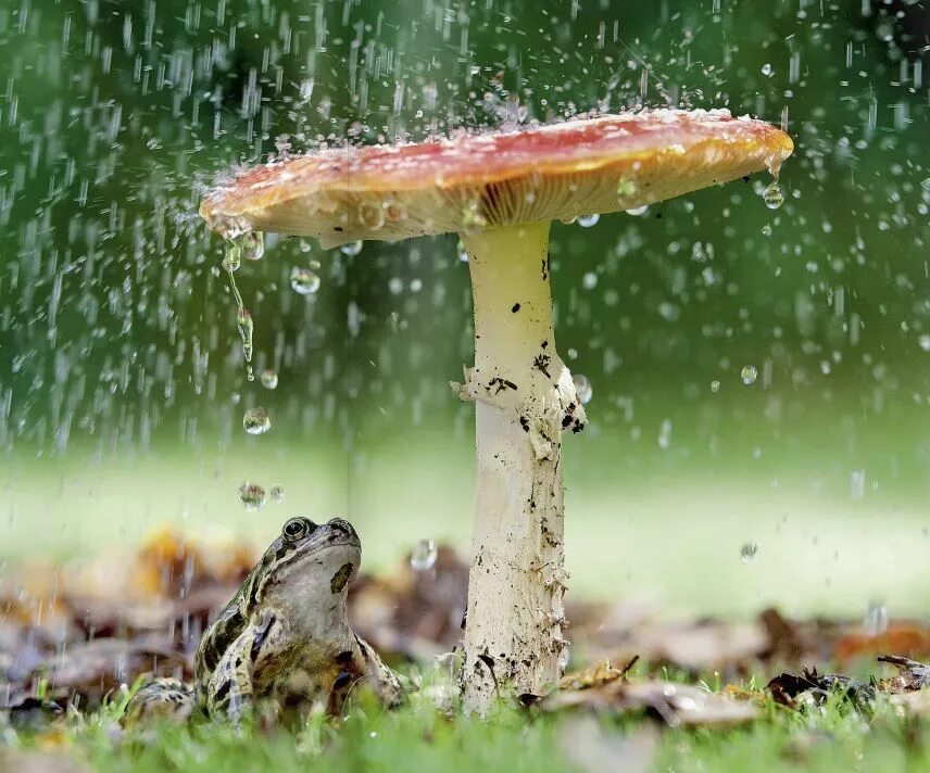 Rain animals. Грибы после дождя. Природа после дождя. Мухомор под дождем. Грибной дождь.