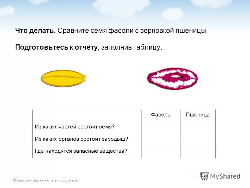 запасные питательные вещества в фасоли. где находятся запасные. где находится запас питательных веществ у фасоли. схема семени с эндоспермом. из каких частей состоит семя однодольного растения.