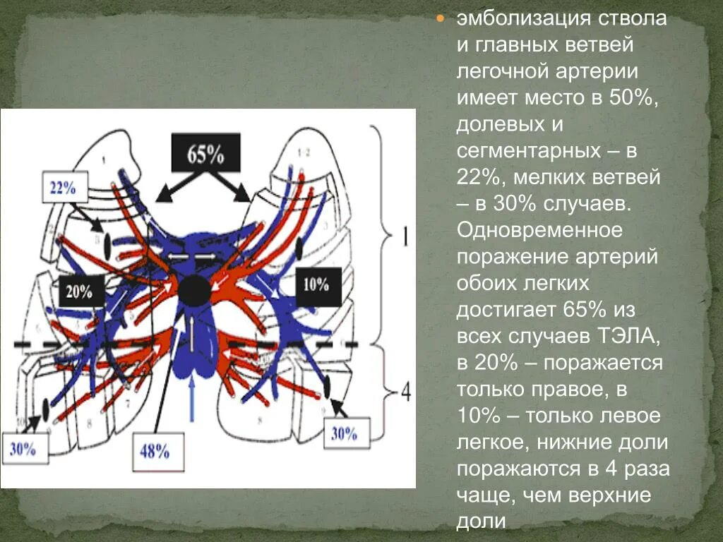 Сегментарные ветви легочной артерии. Ветви правой легочной артерии. Ветви лодонной артерии. Ветли легочной артерии. Сколько легочных артерий