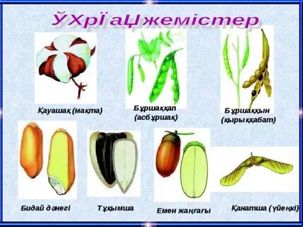 Дөрекі порно видео