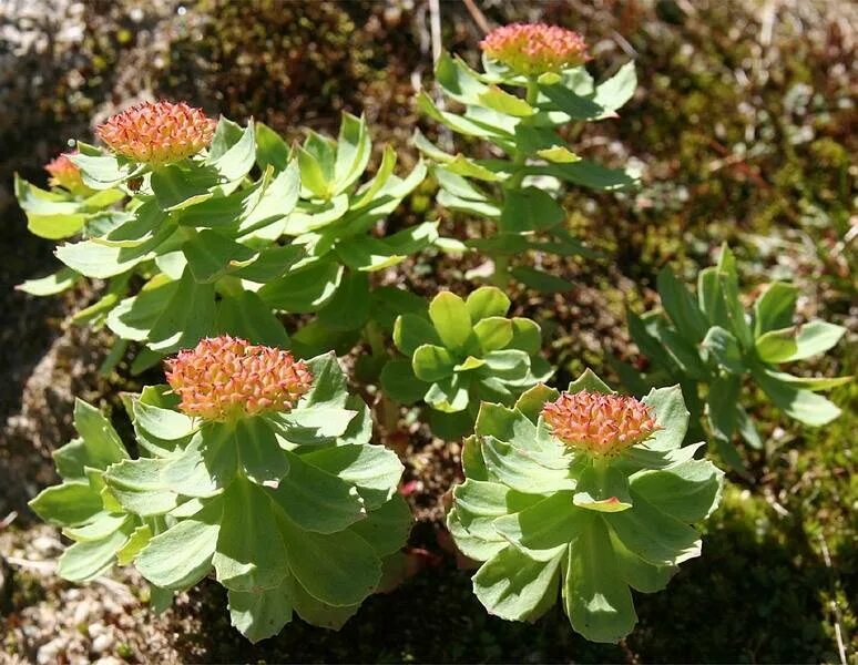 Родиола розовая противопоказания. Родиола розовая Rhodiola rosea. Золотой корень Rhodiola rosea. Родиола Арктическая. Баргузинский заповедник родиола розовая.