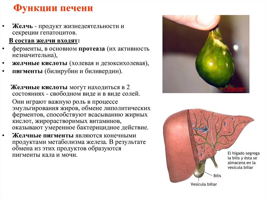 Какое вещество вырабатываемое печенью. Ферменты желчь Пузырная. Ферменты желчного пузыря. Функции печеночной желчи.