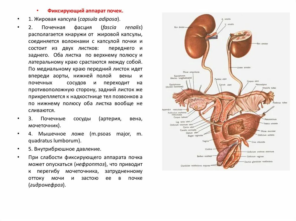 Спланхнология пищеварительная система анатомия. Анатомия дыхательной системы Спланхнология. Спланхнология органов пищеварения.