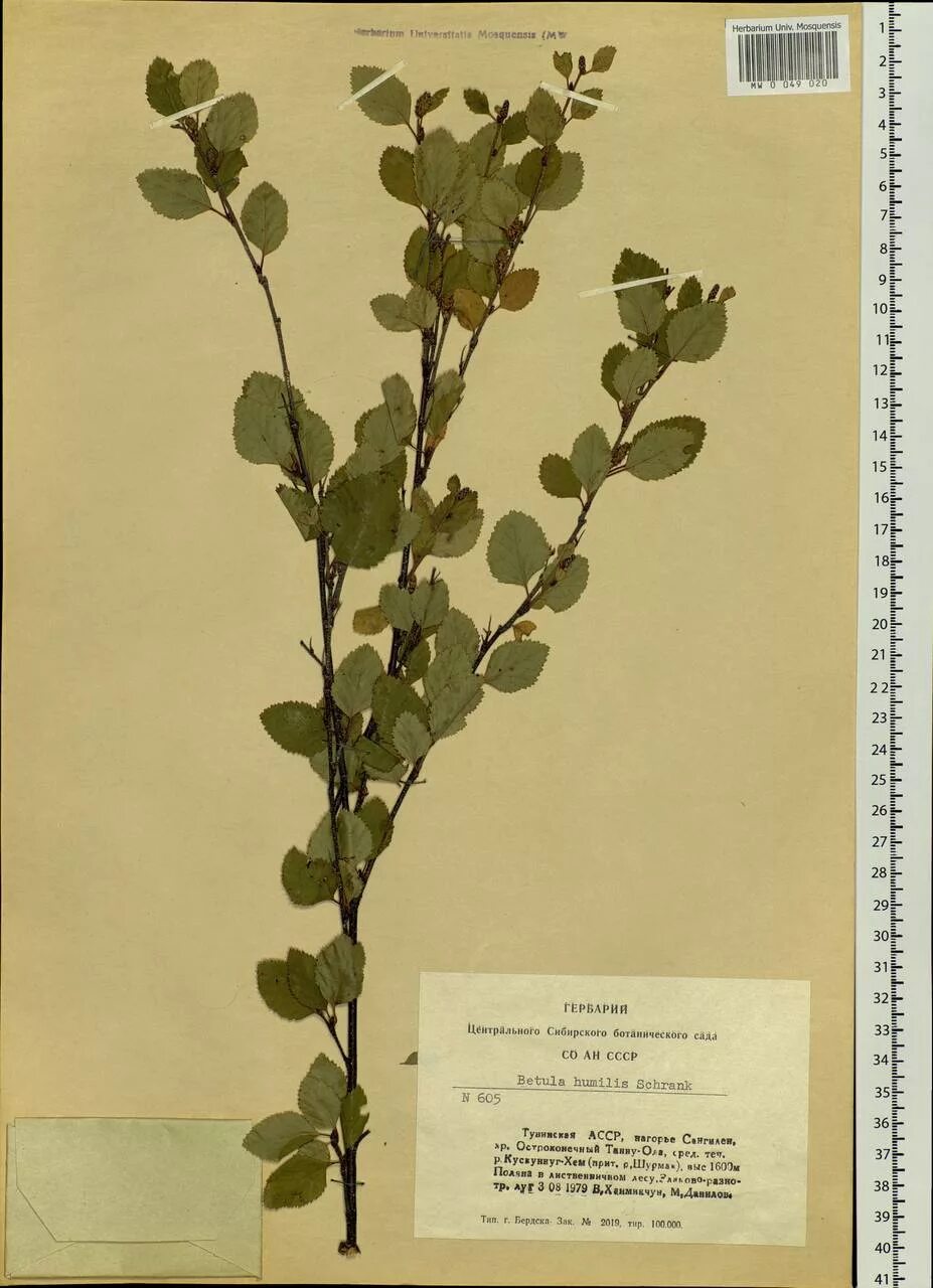 Betula humilis гербарий. Betula humilis ареал. Betula pendula гербарий. Береза приземистая