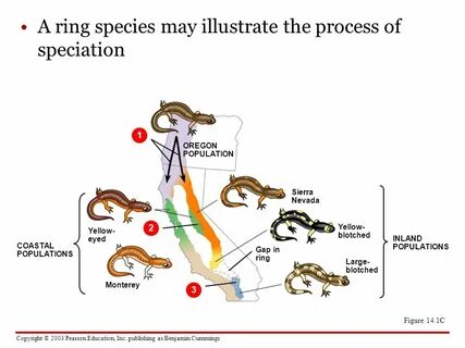 Species перевод
