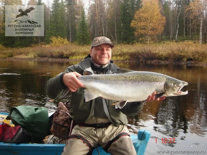 алдан река рыбы. рыба в дудергофском канале. кумжа северная двина. рыба в реке устья. рыба в реке устья.