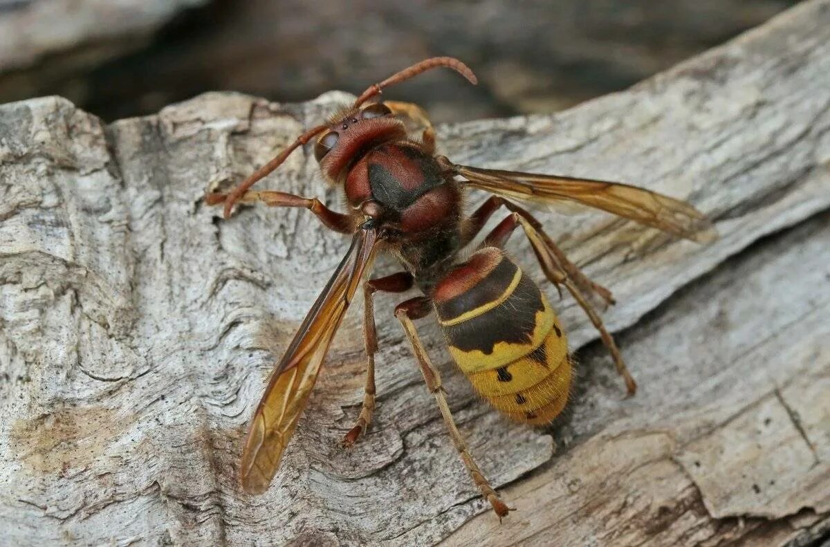 Шершень Vespa crabro. Vespa mandarinia Шершень. Шершень кавказский. Гигантский азиатский Шершень. Большая оса как называется