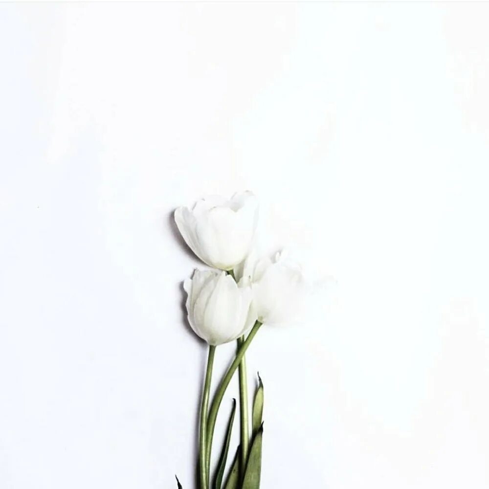 Тюльпаны минимализм. Цветы Минимализм. Белые цветы. Белые тюльпаны. Белые тюльпаны на белом фоне.