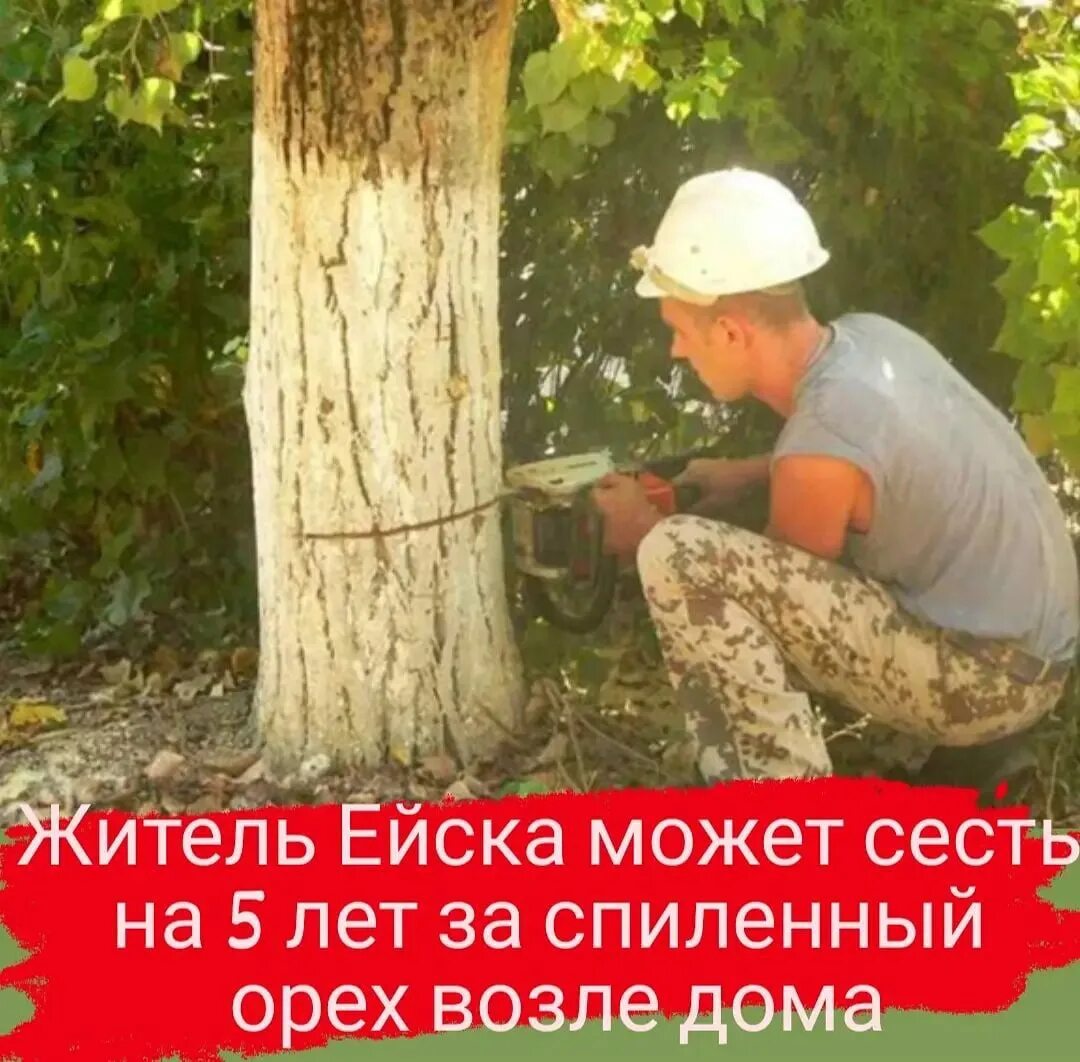 Спиленное дерево. Пилит дерево орех. Спил деревьев возле дома. Спил деревьев возле дома. Спиливание деревьев.