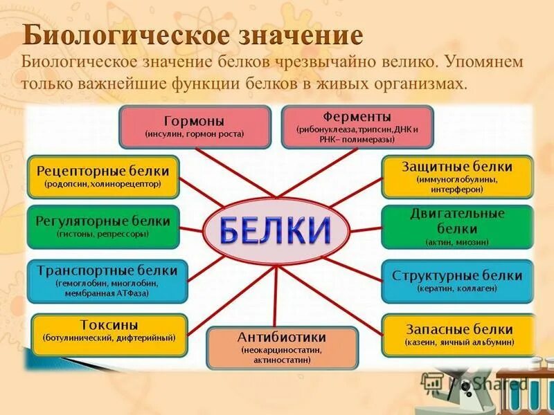 Функции белков ферментов в организме