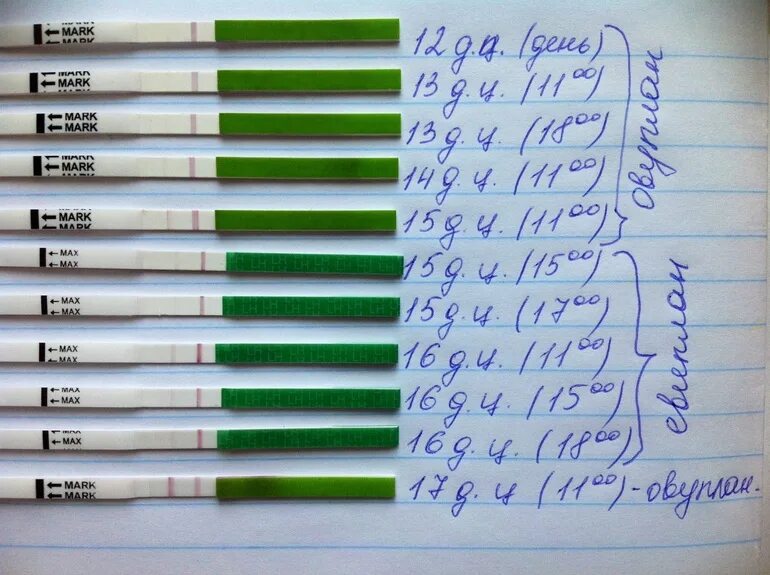 Тест на овуляцию во время беременности. Динамика тестов на беременность. Динами4а теста на овуляцию. Динамика тестов на овуляцию. Динамика тестов на овуляцию при беременности.