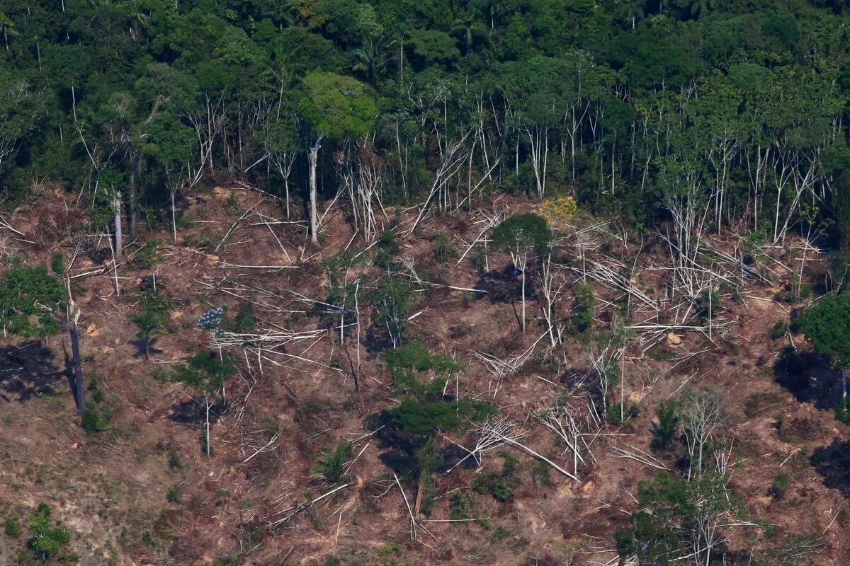 Обезлесение Бразилии. Вырубка леса в Амазонии. Атлантический лес Бразилии. Вырубка тропических лесов в Бразилии.