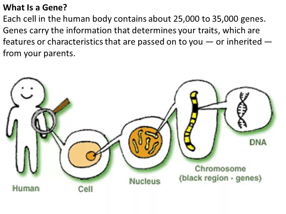 Ген и хромосома. Гены и хромосомы. Гены ДНК. ДНК И хромосомы. Each cell