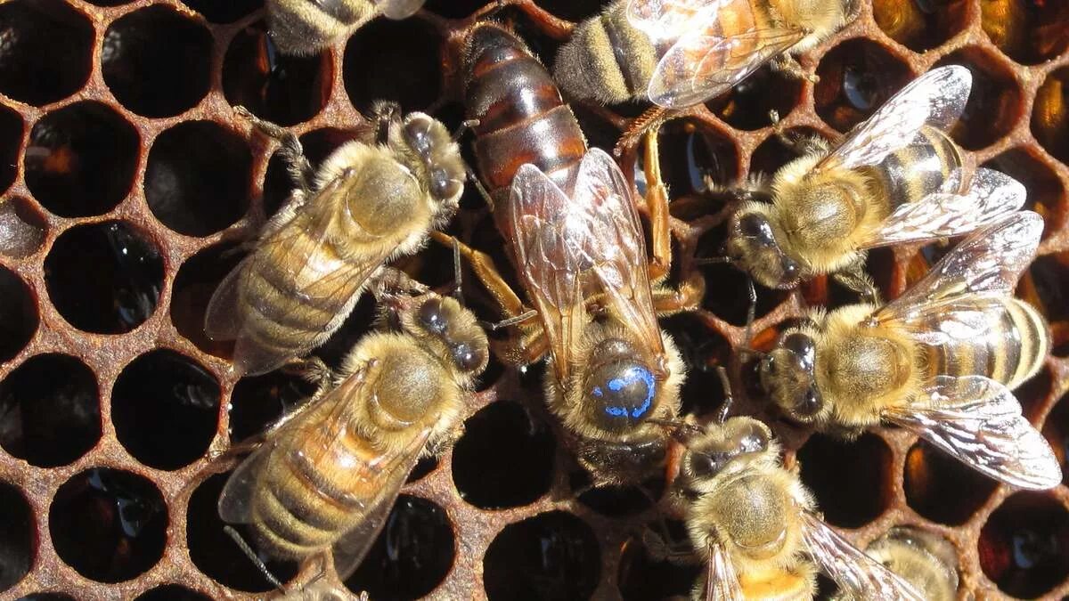 Медоносная пчела пчелиная семья. Медоносная пчела APIS mellifera. Матка улья. Пчела Королева матка.