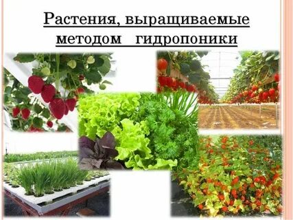 Урок выращивание растений