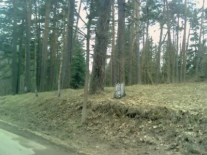 Дорохово кожино