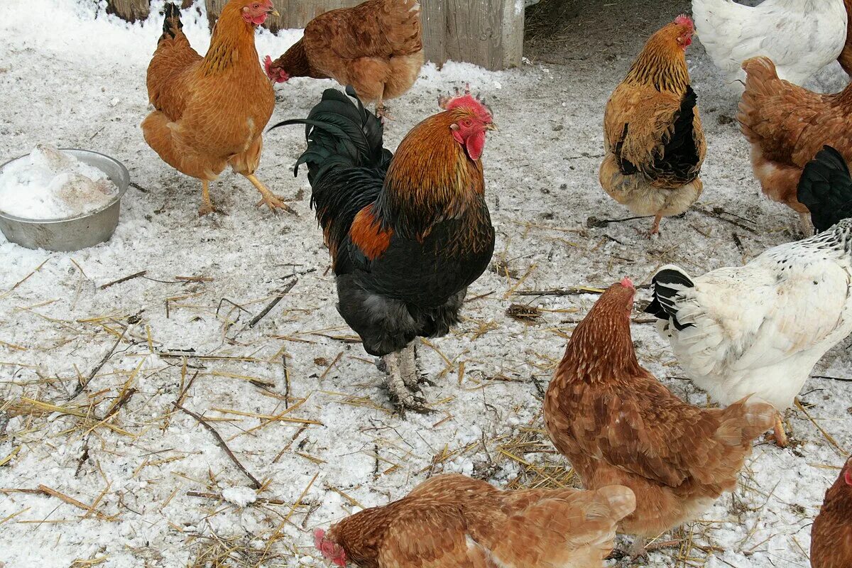 Почему не несутся молодые куры несушки. Куры несушки кучинские. куры зимой. куры во дворе. кур несушек зимой.
